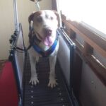 Ralph A Rebecca Harding